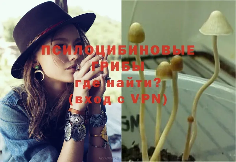 Псилоцибиновые грибы Psilocybe  Кубинка 